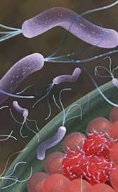 Imágen de tratamiento del helicobacter pylori